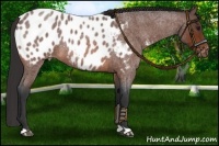 Horse Color:Bay Roan Near Leopard 