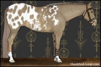 Horse Color:Chocolate Palomino Appaloosa