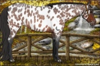 Horse Color:Bay Roan Near Leopard 