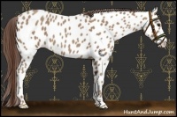 Horse Color:Classic Champagne Appaloosa 