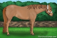 Horse Color:Red Roan 