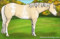 Horse Color:White Spotted Gold Cream Champagne 