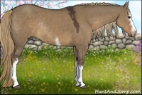 Horse Color:White Spotted Liver Red Dun Sabino Rabicano 