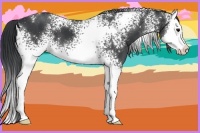 Horse Color:White Spotted Black Splash 