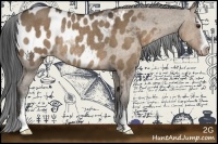 Horse Color:Liver Red Dun Sabino Appaloosa Rabicano