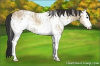 Horse Color:White Spotted Bay Ice Dun 