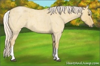 Horse Color:White Spotted Palomino Roan Dun