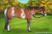 Horse Color:White Spotted Bay 