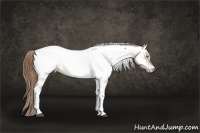 Horse Color:Brown Pearl Dun Tobiano Frame Appaloosa