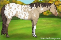 Horse Color:Liver Red Dun Appaloosa 