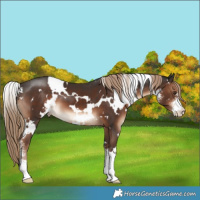 Horse Color:White Spotted Liver Chestnut Sabino