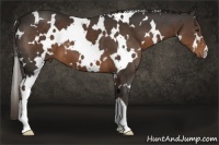 Horse Color:White Spotted Liver Chestnut 