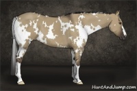 Horse Color:White Spotted Liver Red Dun