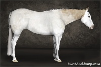 Horse Color:White Spotted Liver Red Dun Splash 