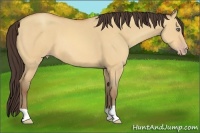 Horse Color:Amber Champagne Dun 