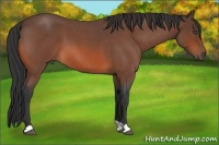 Horse Color:Bay Roan 