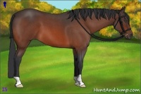 Horse Color:Bay Roan 