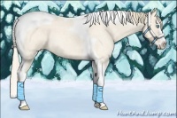 Horse Color:Perlino Roan Splash Tobiano