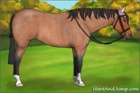 Horse Color:Bay Roan 