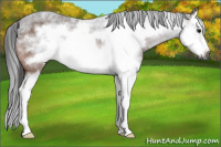 Horse Color:Gray Bay Splash Frame Rabicano