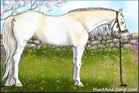 Horse Color:White Spotted Gold Cream Champagne