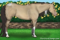 Horse Color:Sable Champagne Roan Dun Tobiano 
