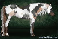 Horse Color:White Spotted Liver Chestnut Sabino  and Sable Champagne Splash Tobiano 