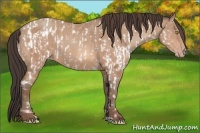 Horse Color:Amber Champagne Appaloosa  and Amber Champagne 
