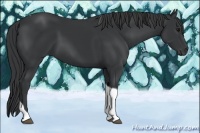 Horse Color:Black Tobiano 
