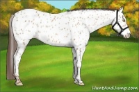 Horse Color:Amber Champagne Appaloosa and Amber Champagne Appaloosa