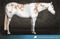 Horse Color:Gold Champagne Appaloosa and Liver Chestnut Appaloosa