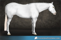 Horse Color:Gold Champagne Appaloosa  and Liver Chestnut Appaloosa 