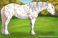 Horse Color:Gold Champagne Appaloosa  and Gold Champagne Appaloosa Rabicano 
