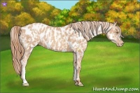 Horse Color:Gold Champagne Near Leopard  and Gold Champagne Near Leopard 
