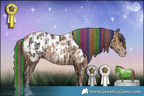 Horse Color:Painted Brown Appaloosa  and Amber Champagne Appaloosa 