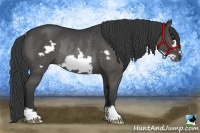 Horse Color:Black Frame Rabicano