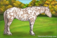 Horse Color:Sable Champagne Near Leopard and Amber Champagne Near Leopard
