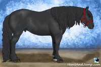 Horse Color:Black Rabicano 