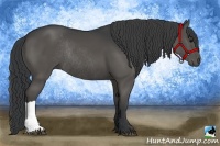 Horse Color:Black Rabicano 