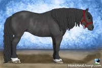 Horse Color:Black Rabicano 