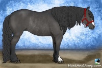 Horse Color:Black Rabicano