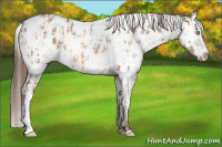 Horse Color:Amber Champagne Appaloosa  and Gray Amber Champagne Appaloosa 