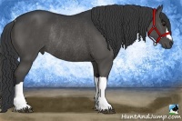 Horse Color:Black Rabicano 