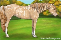 Horse Color:Gold Champagne Appaloosa  and Gold Champagne 