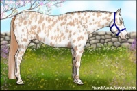 Horse Color:Gold Champagne Appaloosa and Gold Champagne Appaloosa
