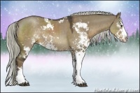 Horse Color:Liver Red Dun Sabino Splash Rabicano