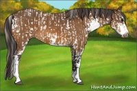 Horse Color:Buckskin Tobiano Near Leopard and Buckskin Sabino