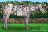 Horse Color:Black Appaloosa  and Sable Champagne Appaloosa 