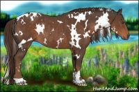 Horse Color:White Spotted Liver Chestnut Rabicano 