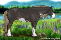 Horse Color:Liver Chestnut Sabino